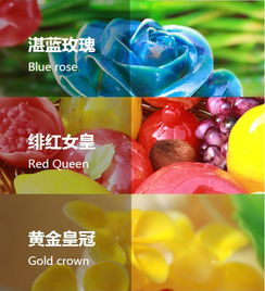 精品糖藝特色班 甜蜜藝術(shù)的探索之旅